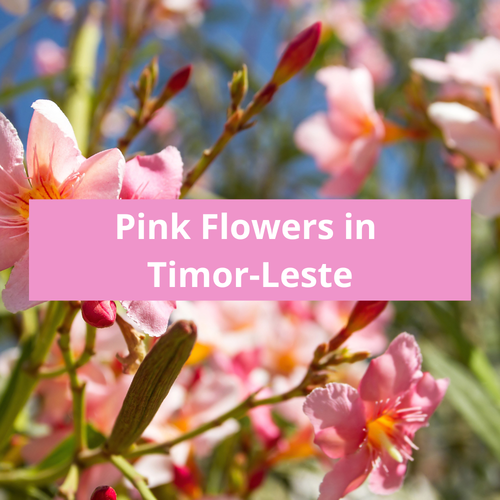 Pink-Flowers-in-Timor-Leste