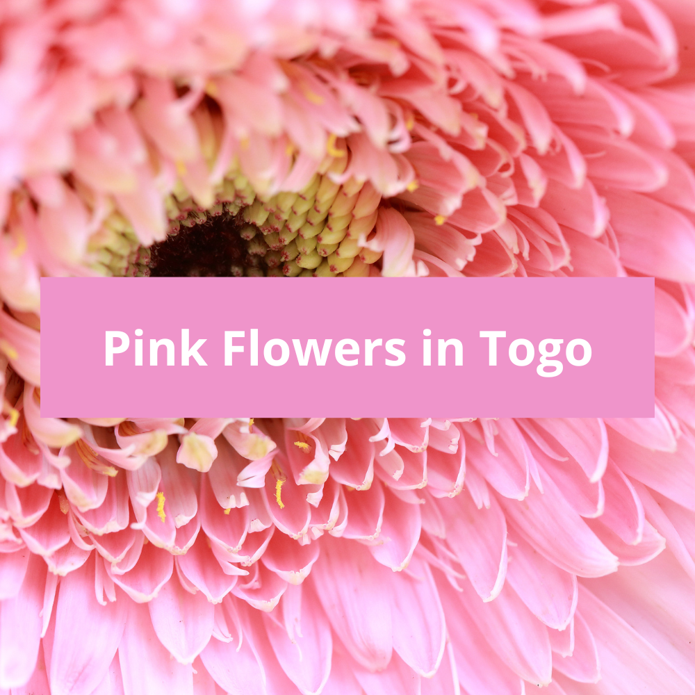 Pink-Flowers-in-Togo