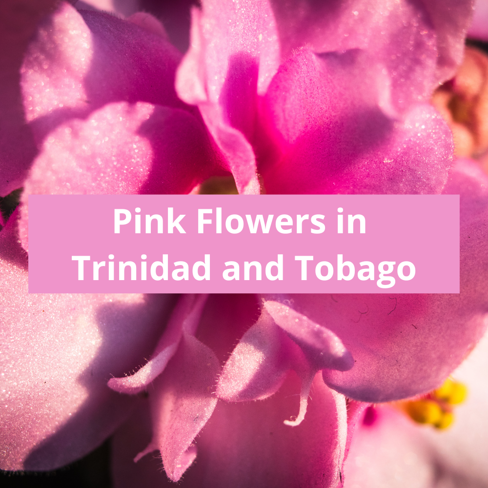 Pink-Flowers-in-Trinidad-and-Tobago