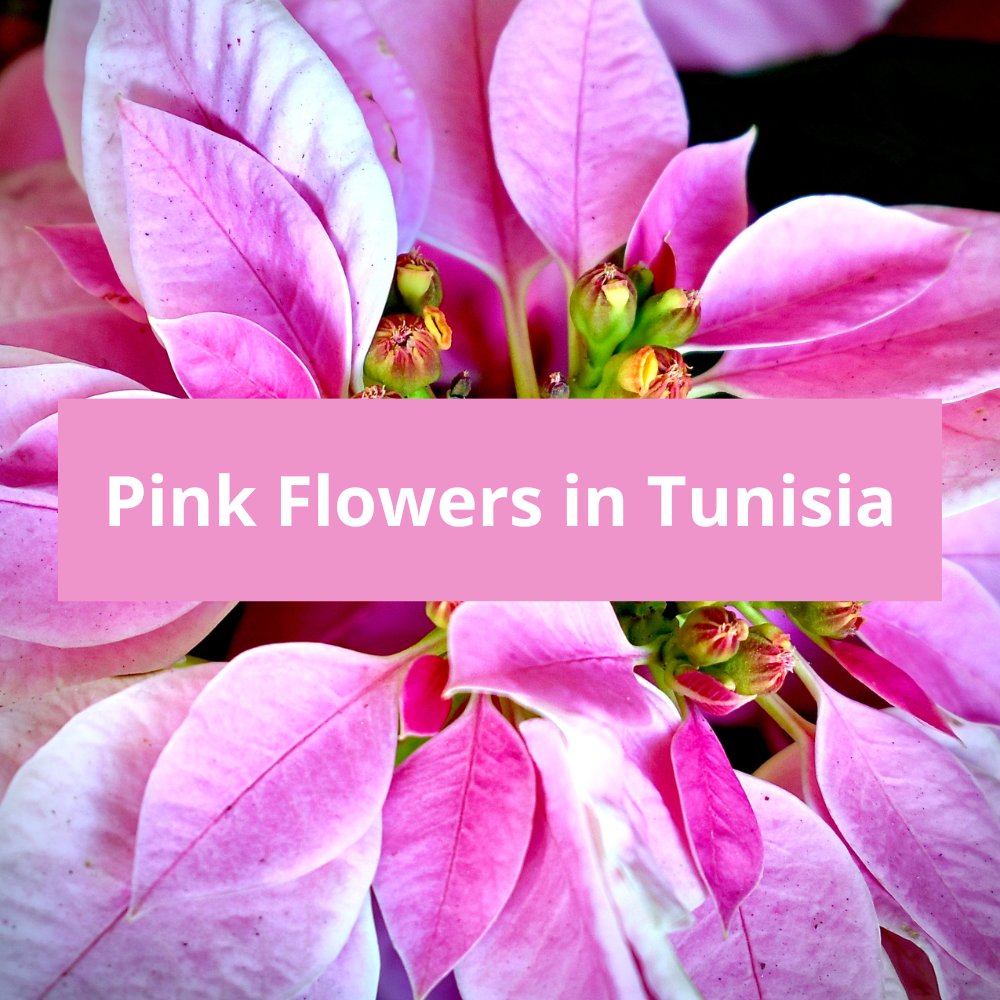 Pink-Flowers-in-Tunisia