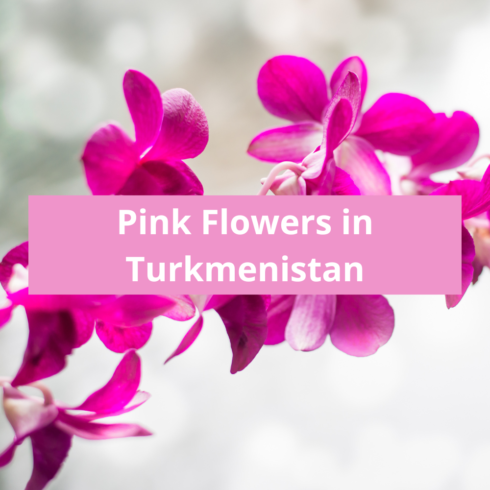 Pink-Flowers-in-Turkmenistan