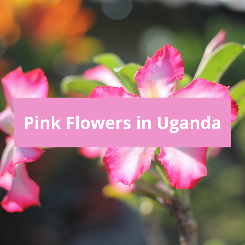 Pink-Flowers-in-Uganda