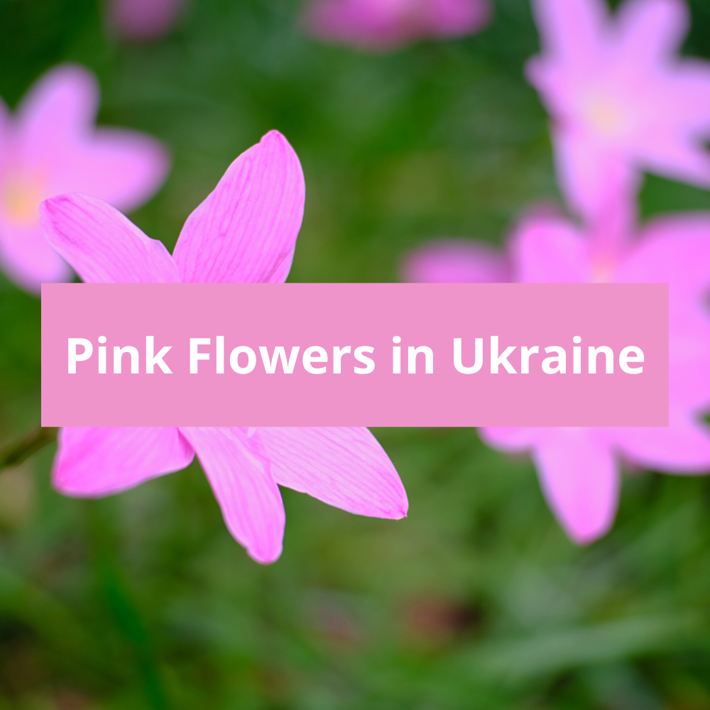 Pink-Flowers-in-Ukraine