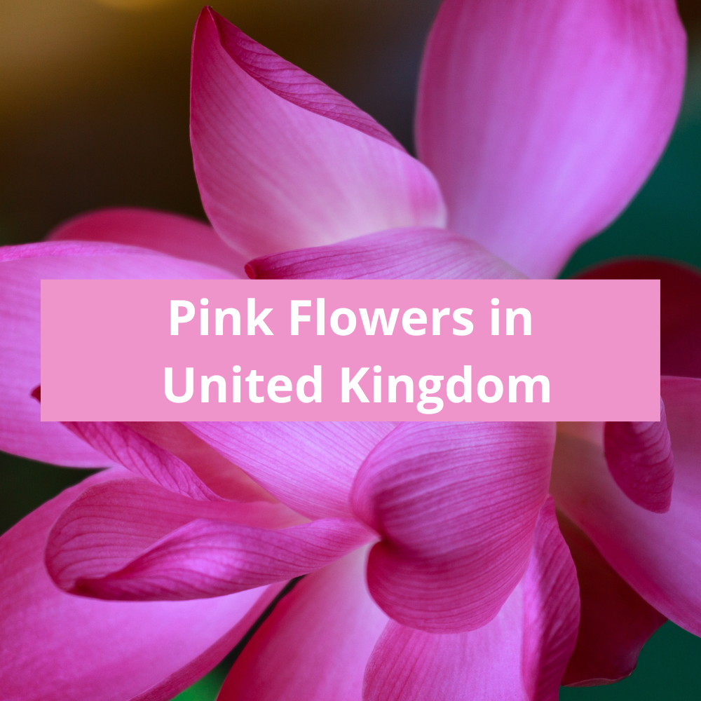 Pink-Flowers-in-United-Kingdom