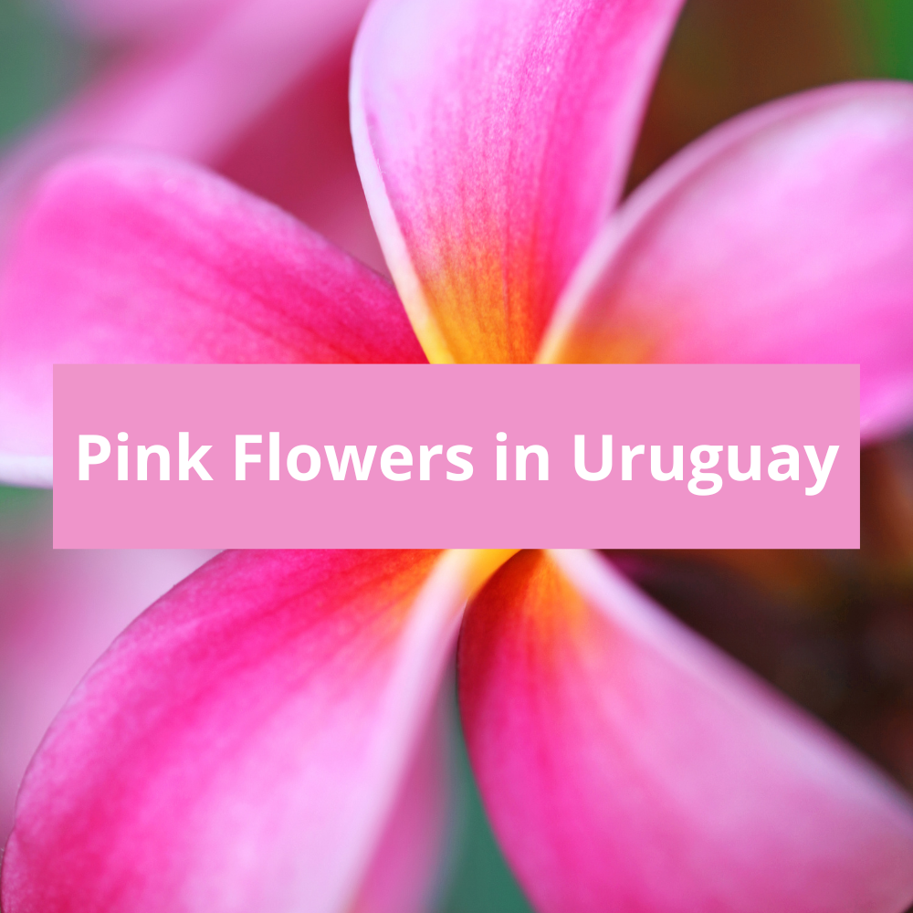 Pink-Flowers-in-Uruguay