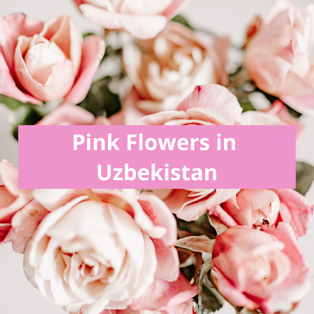 Pink-Flowers-in-Uzbekistan