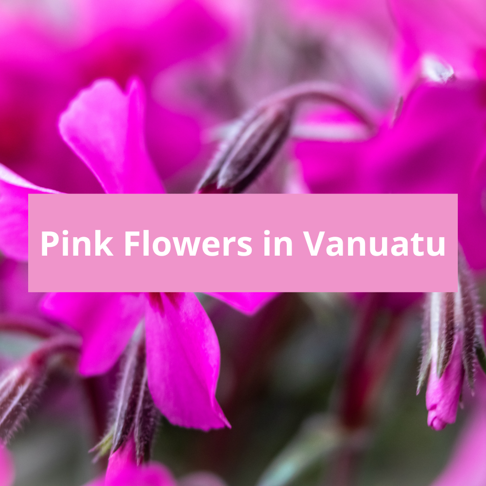Pink-Flowers-in-Vanuatu