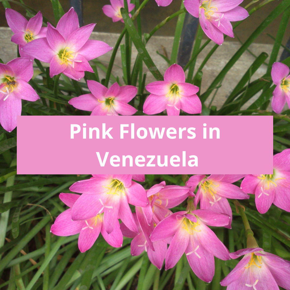 Pink-Flowers-in-Venezuela