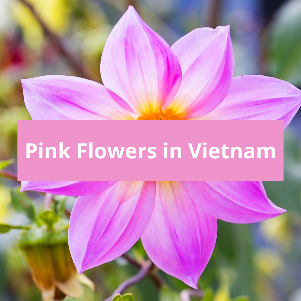 Pink-Flowers-in-Vietnam