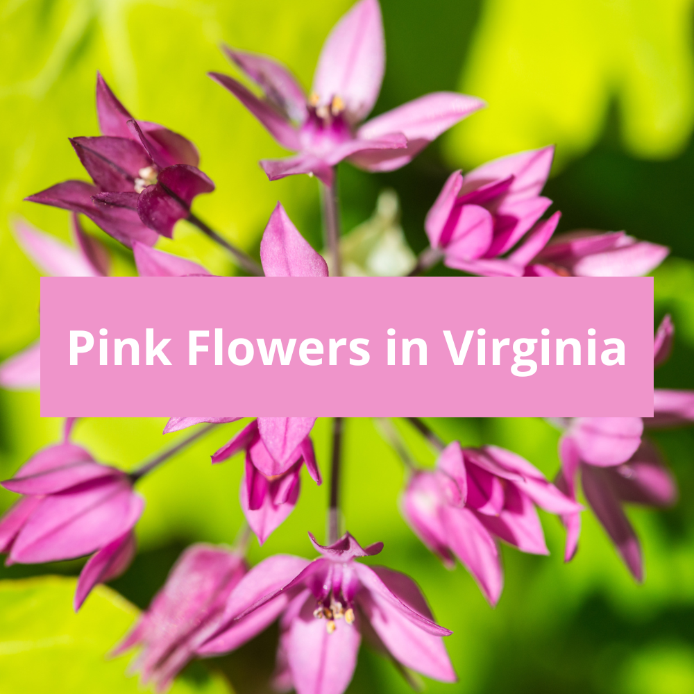 Pink-Flowers-in-Virginia