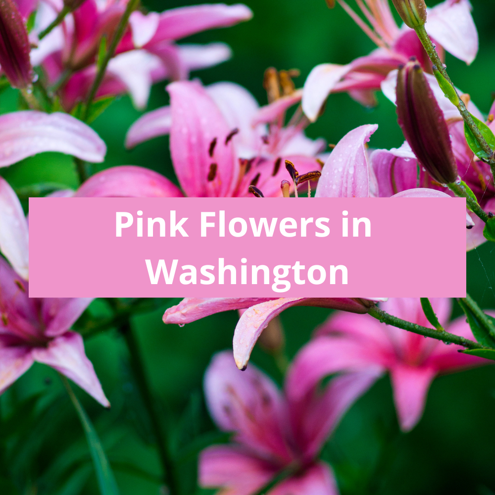 Pink-Flowers-in-Washington