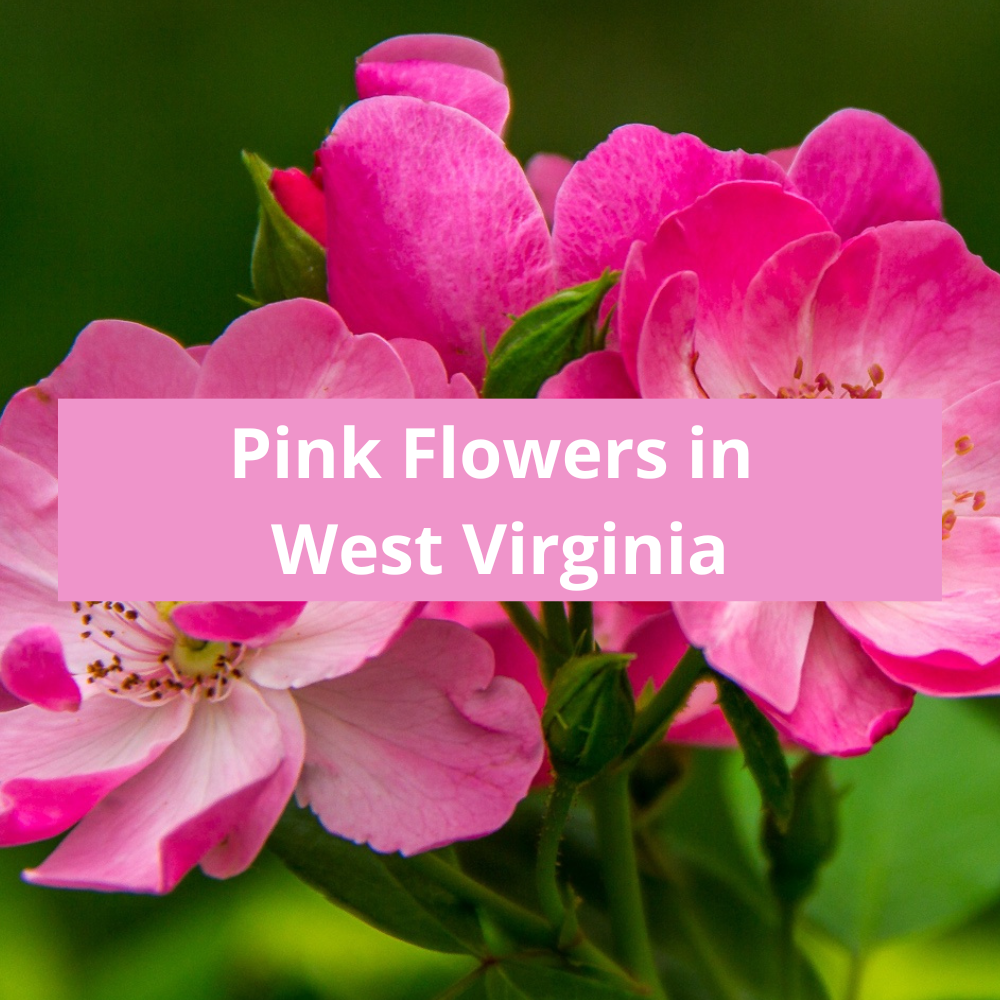 Pink-Flowers-in-West-Virginia
