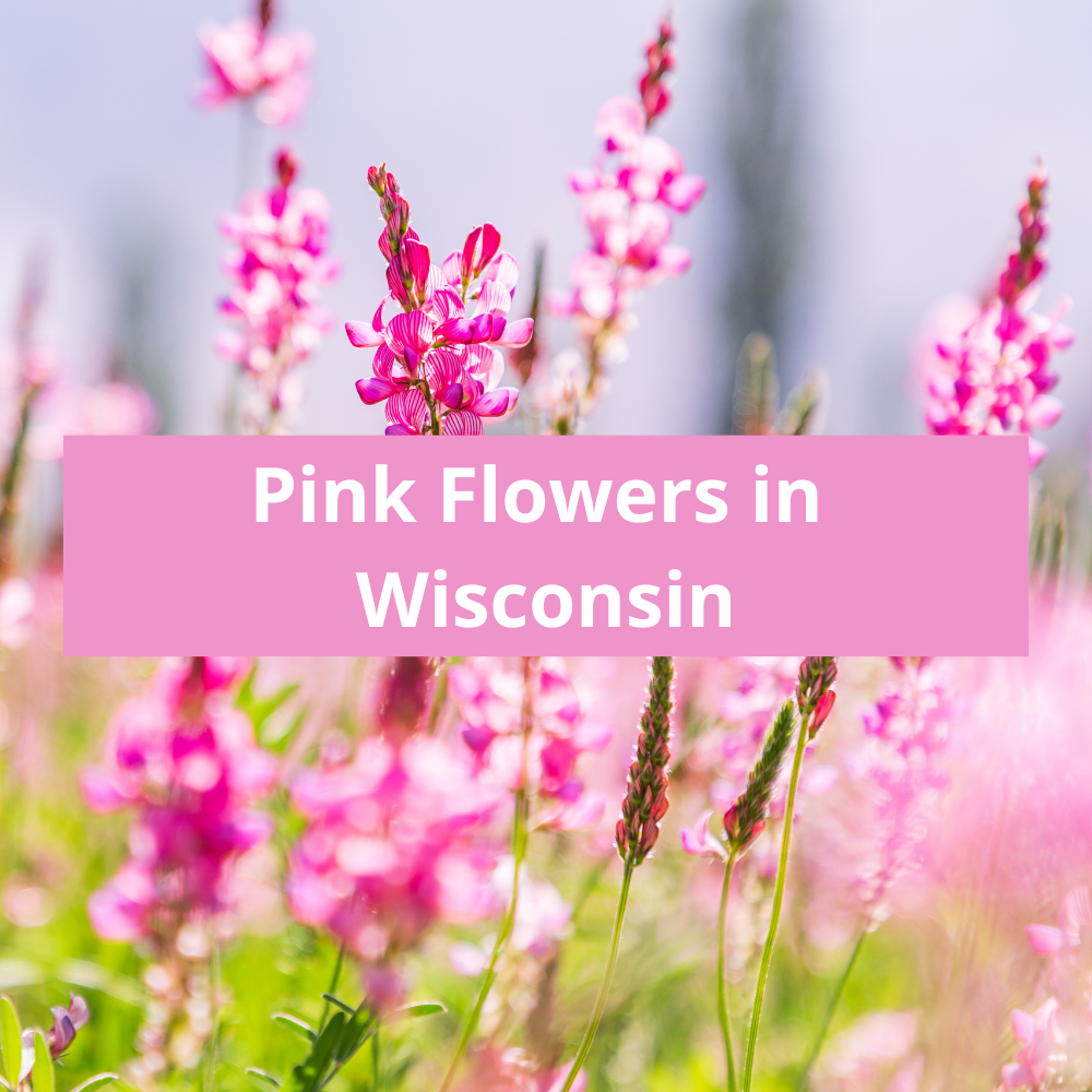Pink-Flowers-in-Wisconsin