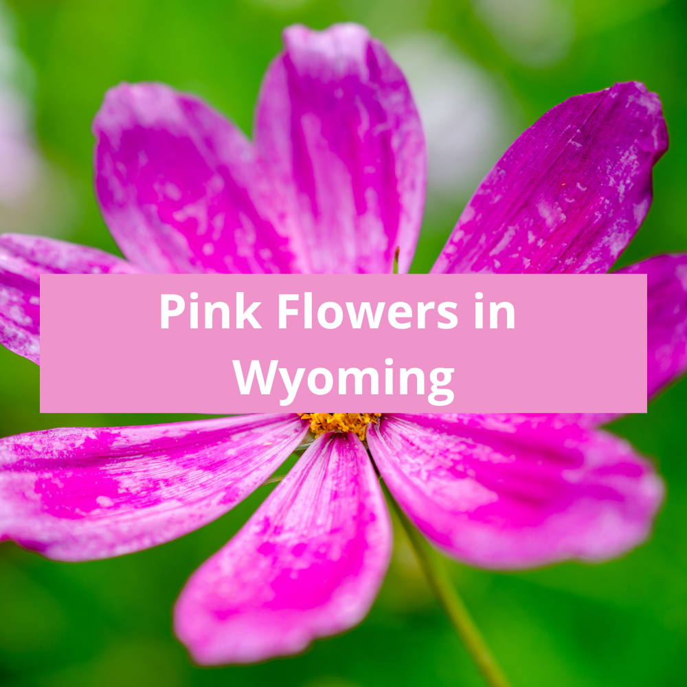 Pink-Flowers-in-Wyoming
