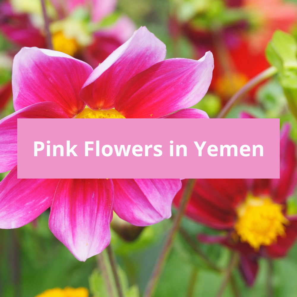 Pink-Flowers-in-Yemen