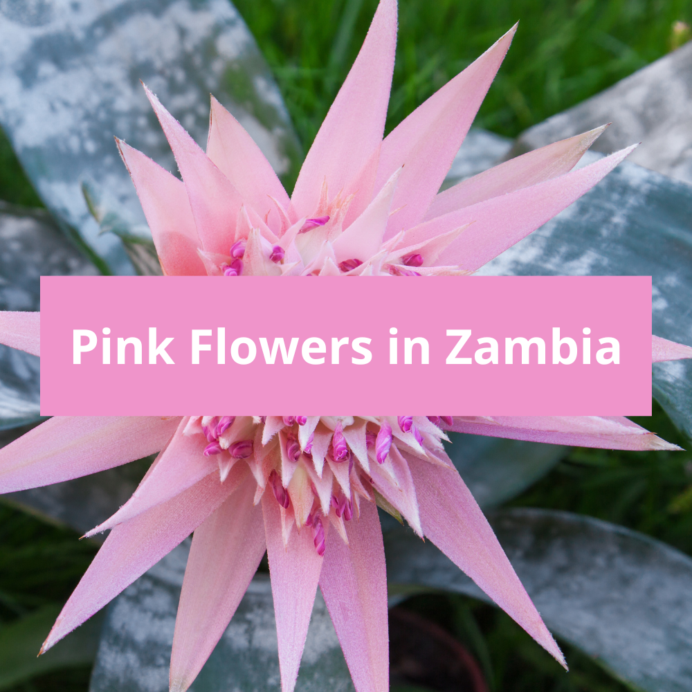 Pink-Flowers-in-Zambia