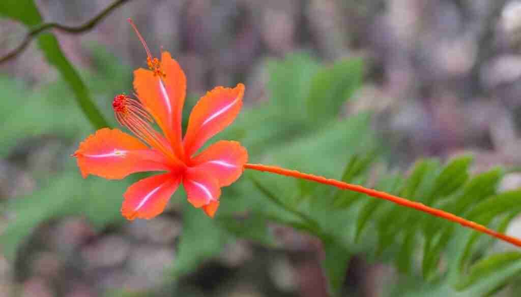Pink Pride of Barbados Pink Pride of Barbados