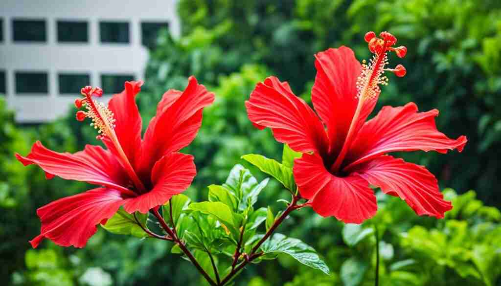 Popular red flowers in Singapore Popular red flowers in Singapore