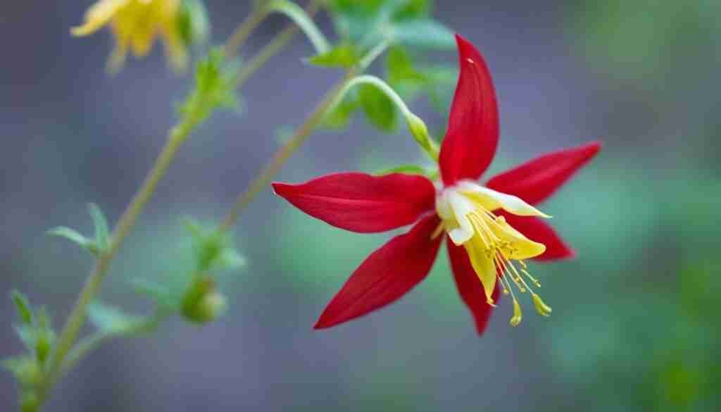 Red Columbine