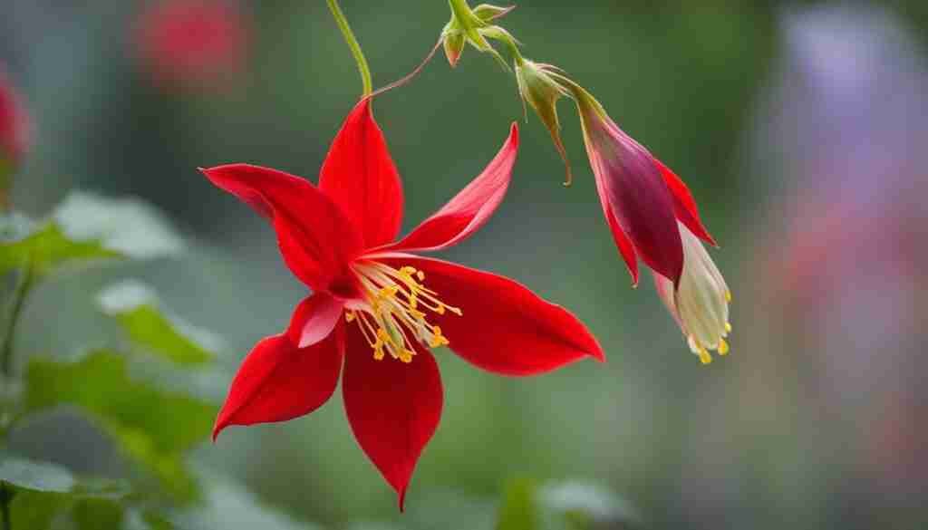 Red Columbine