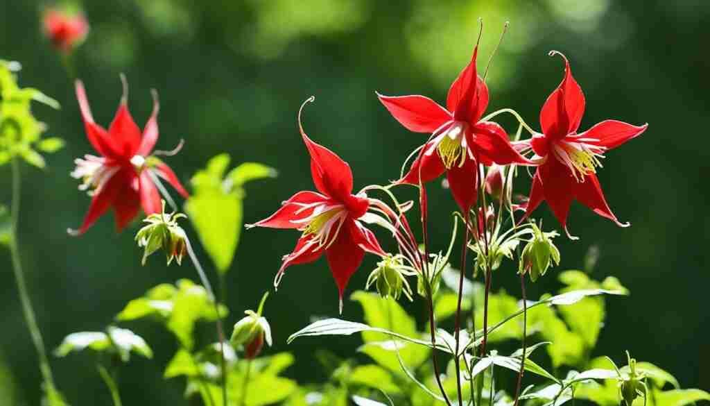 Red Columbine