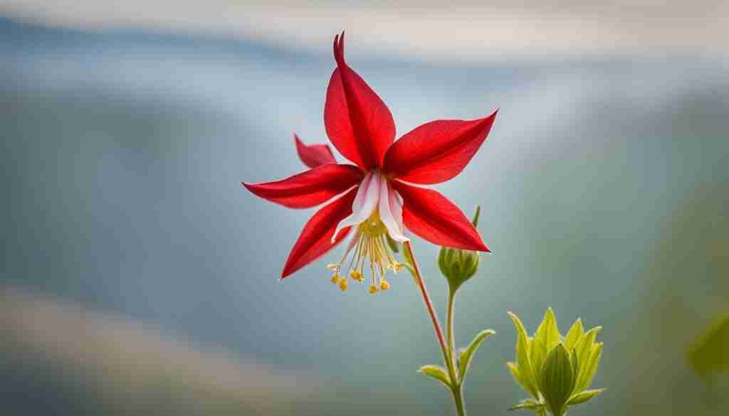 Red Columbine