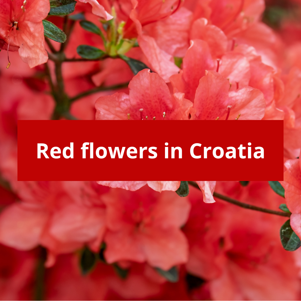 Red-Flowers-in-Croatia