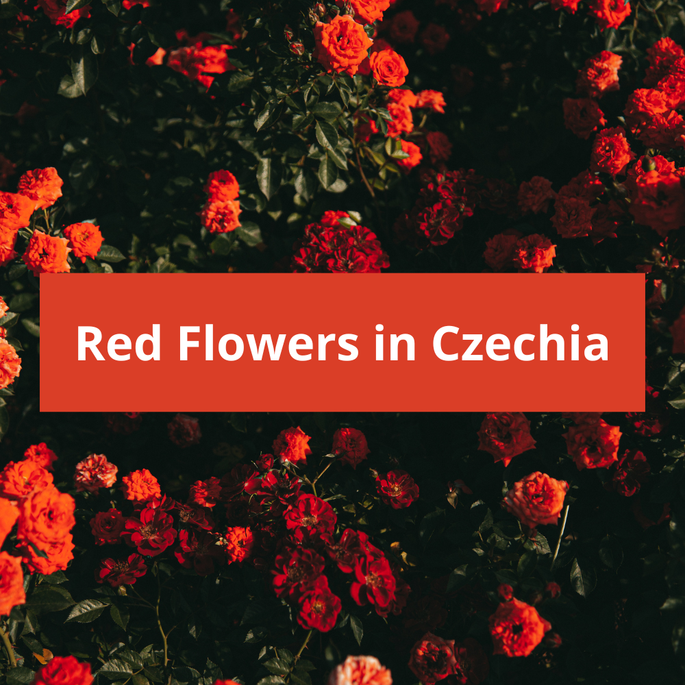 Red-Flowers-in-Czechia