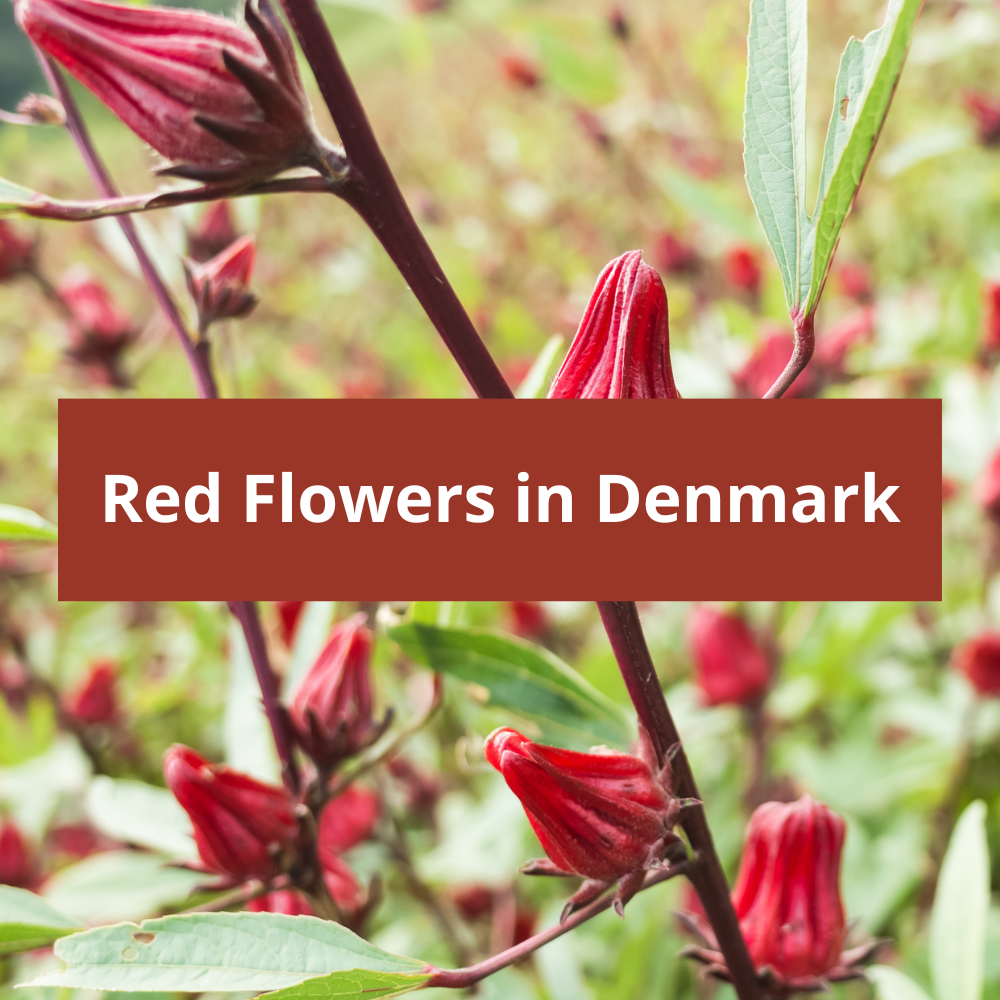 Red-Flowers-in-Denmark