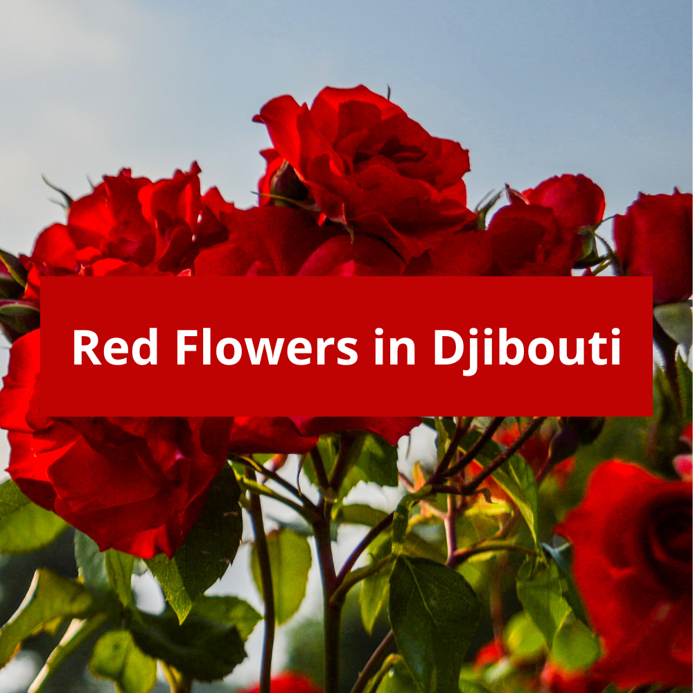 Red-Flowers-in-Djibouti
