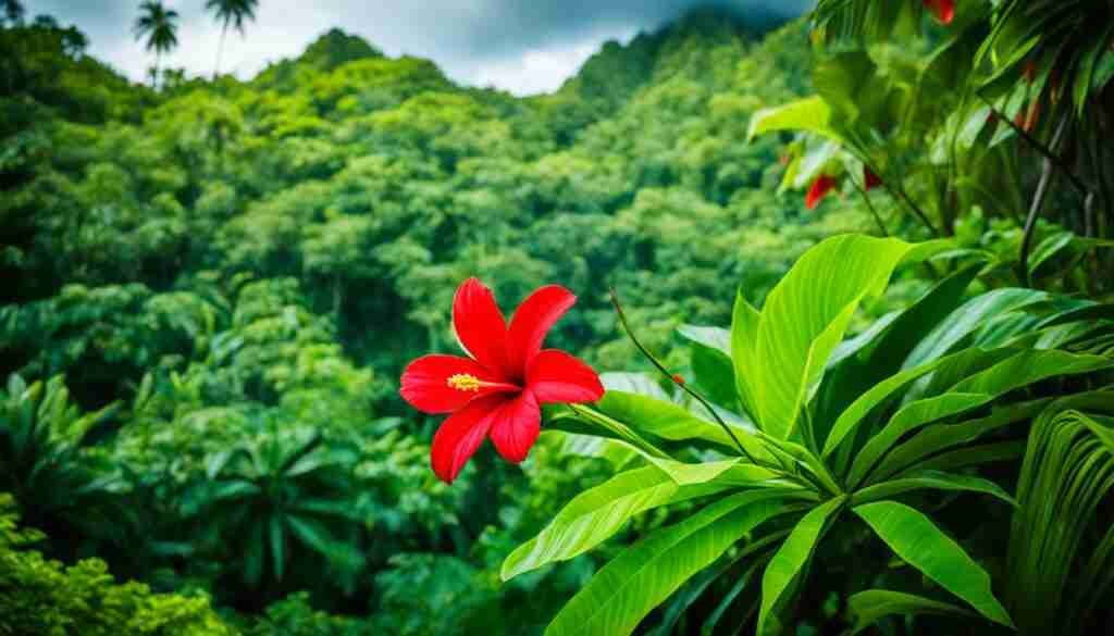 Red Flowers in Solomon Islands Culture