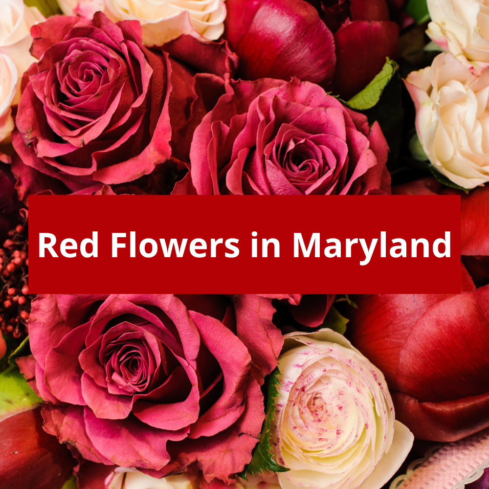 Red-flowers-in-maryland