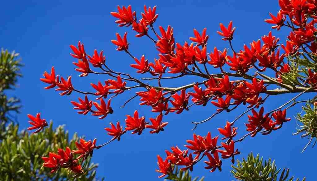 Uruguayan national flower