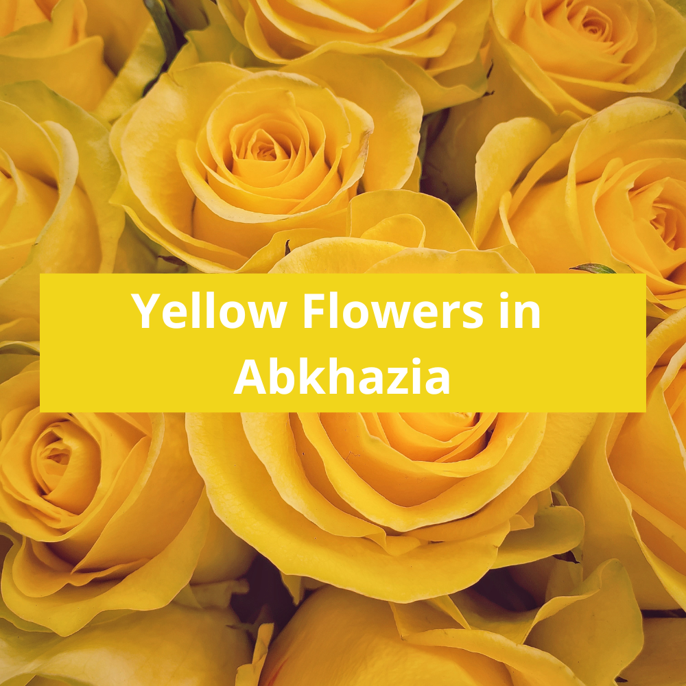 Yellow-Flowers-in-Abkhazia