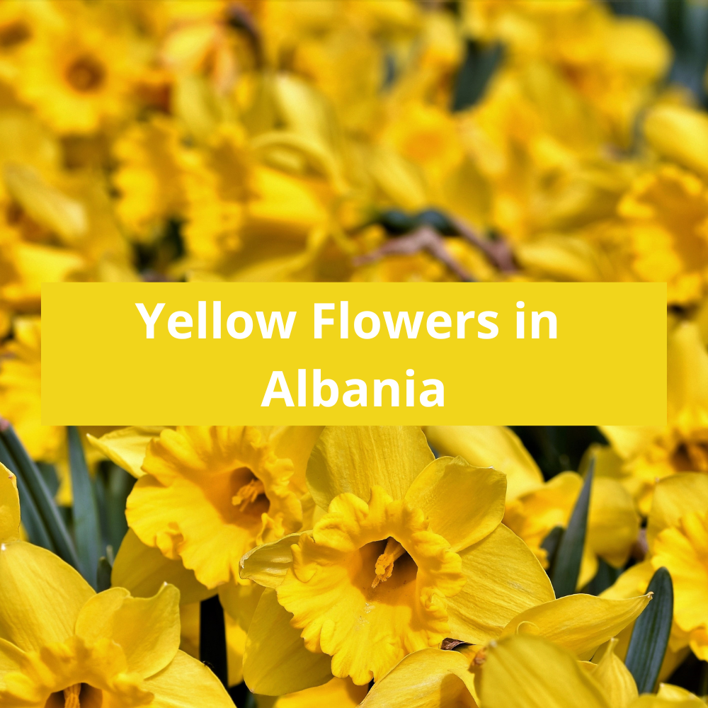Yellow-Flowers-in-Albania