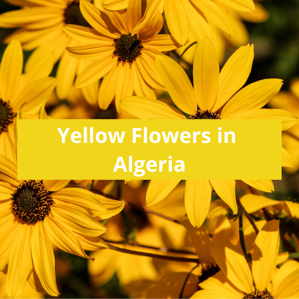 Yellow-Flowers-in-Algeria