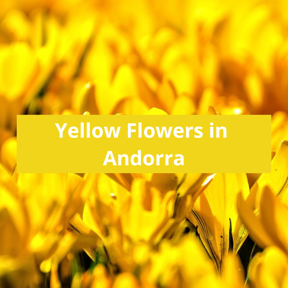 Yellow-Flowers-in-Andorra