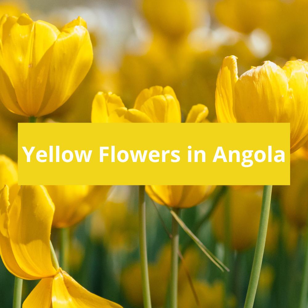 Yellow-Flowers-in-Angola