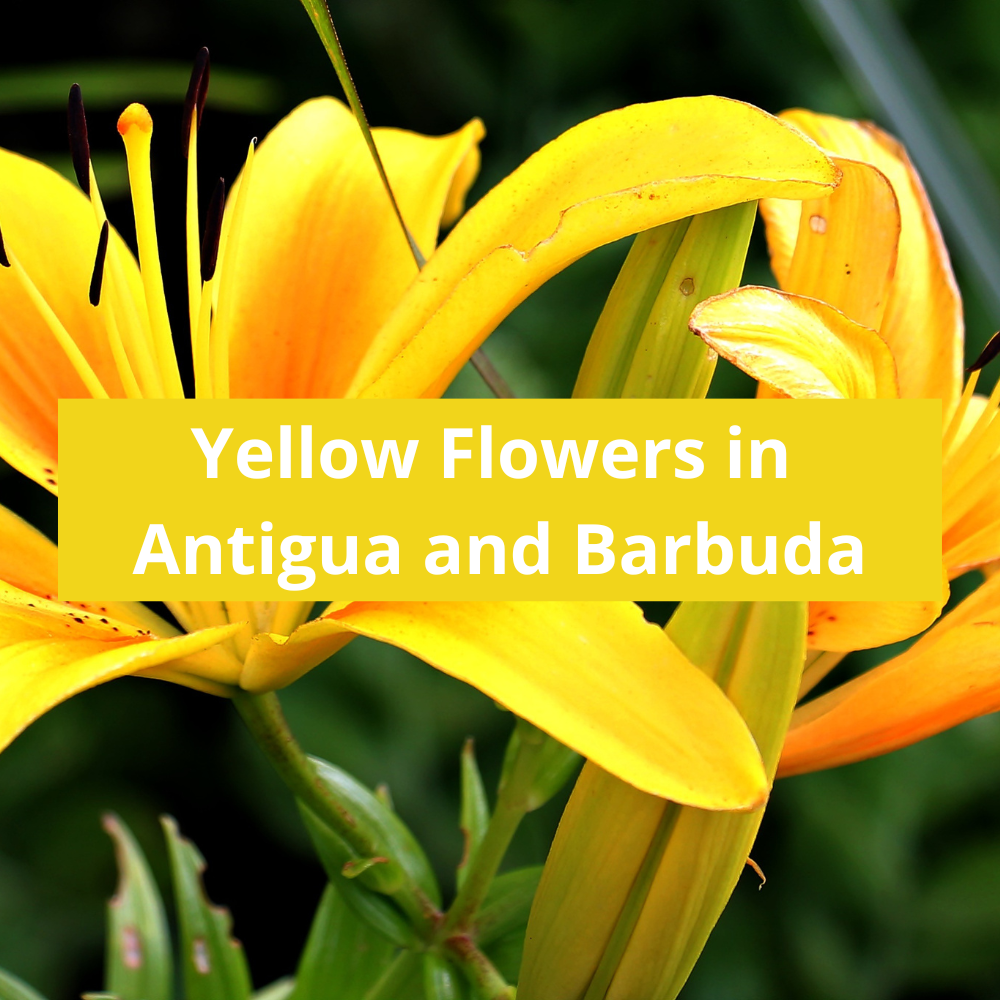 Yellow-Flowers-in-Antigua-and-Barbuda