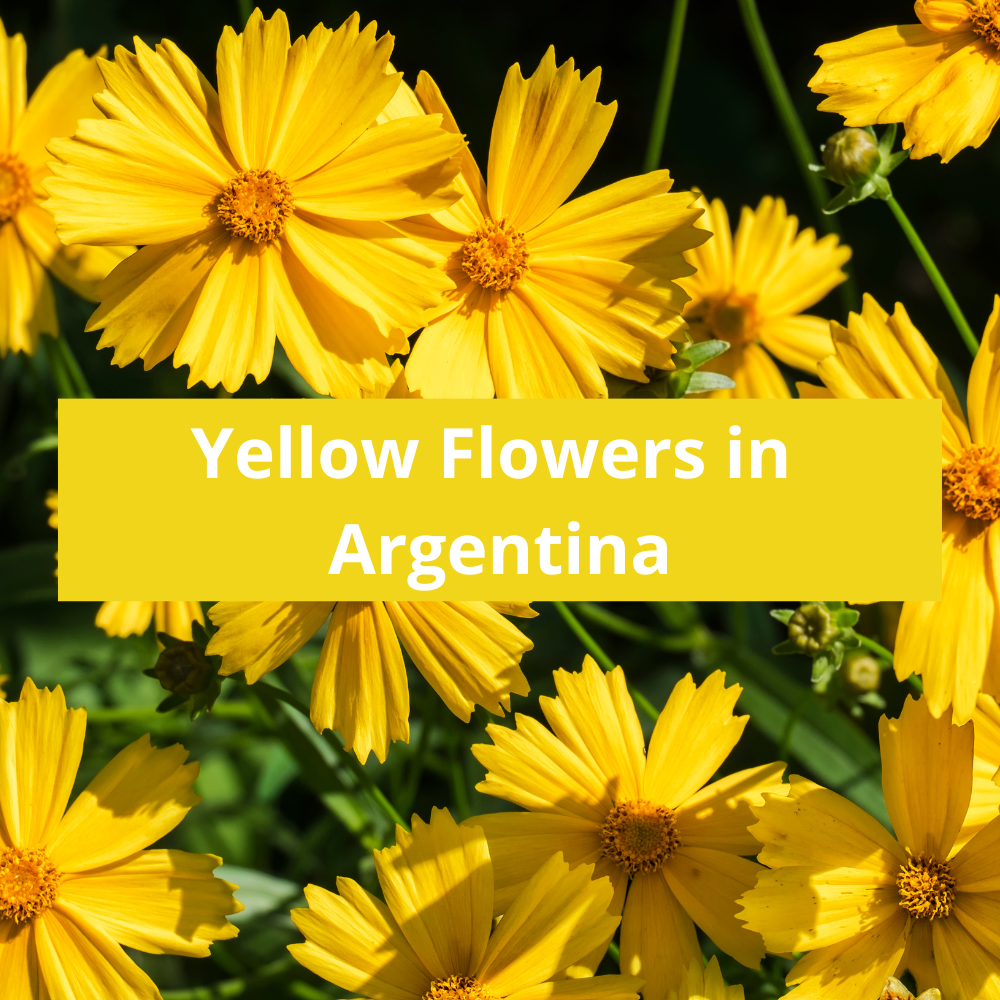 Yellow-Flowers-in-Argentina
