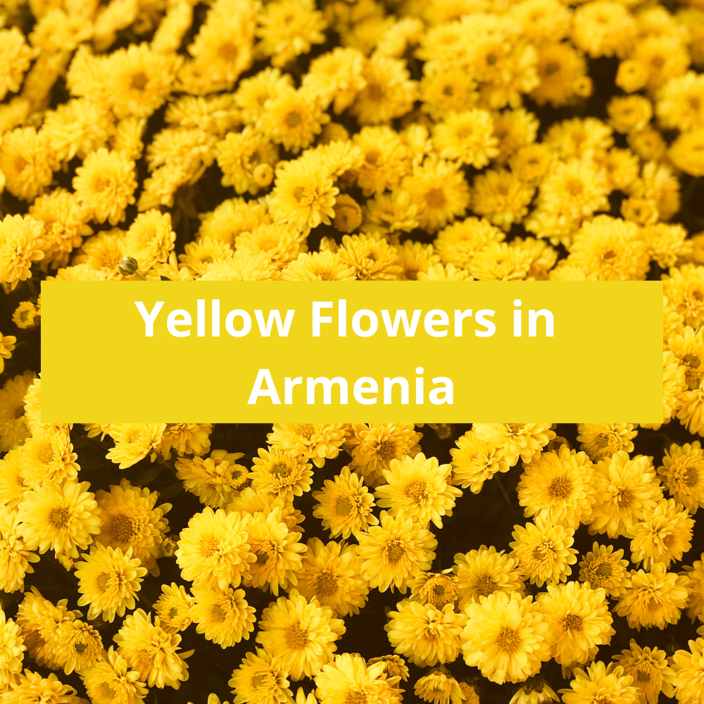 Yellow-Flowers-in-Armenia