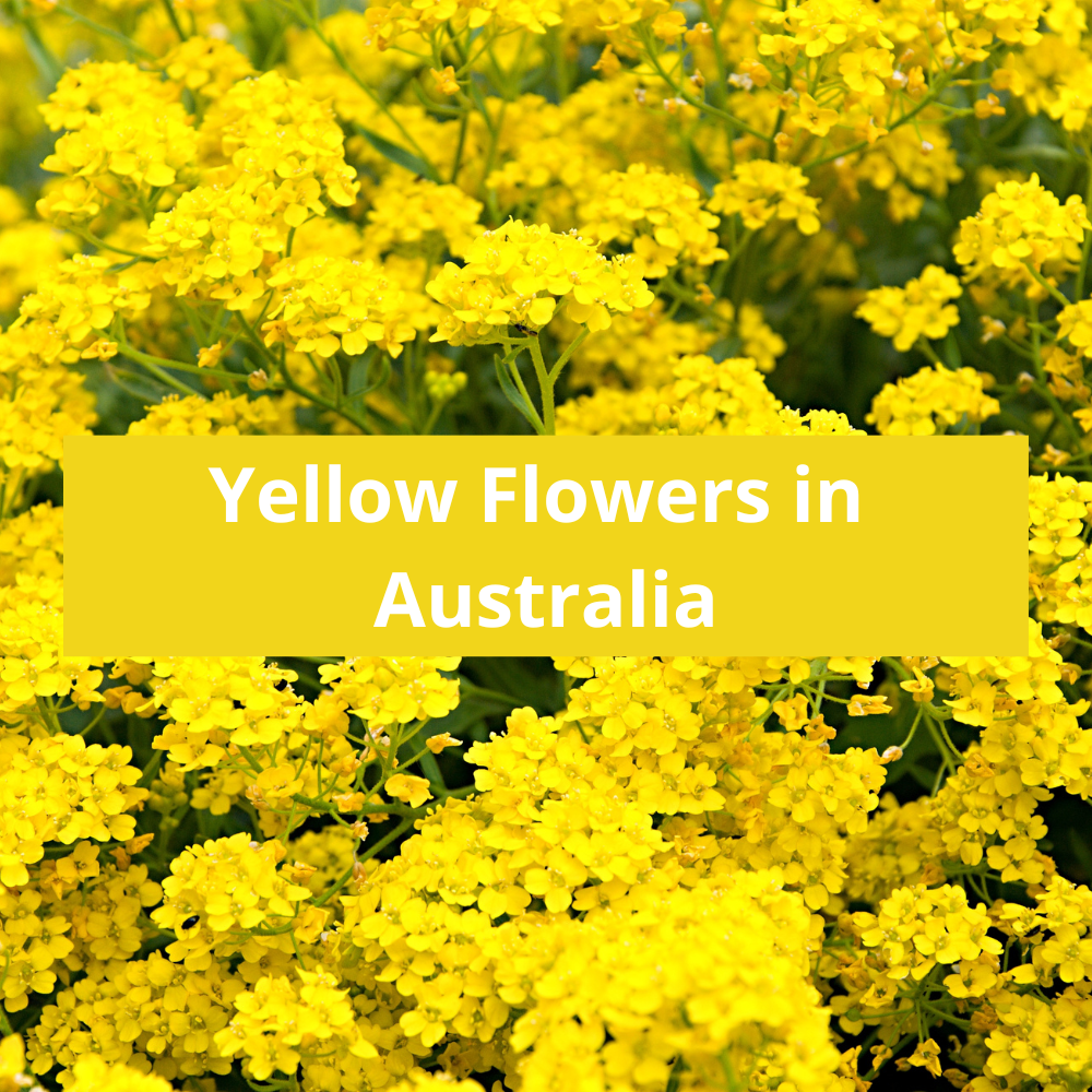 Yellow-Flowers-in-Australia