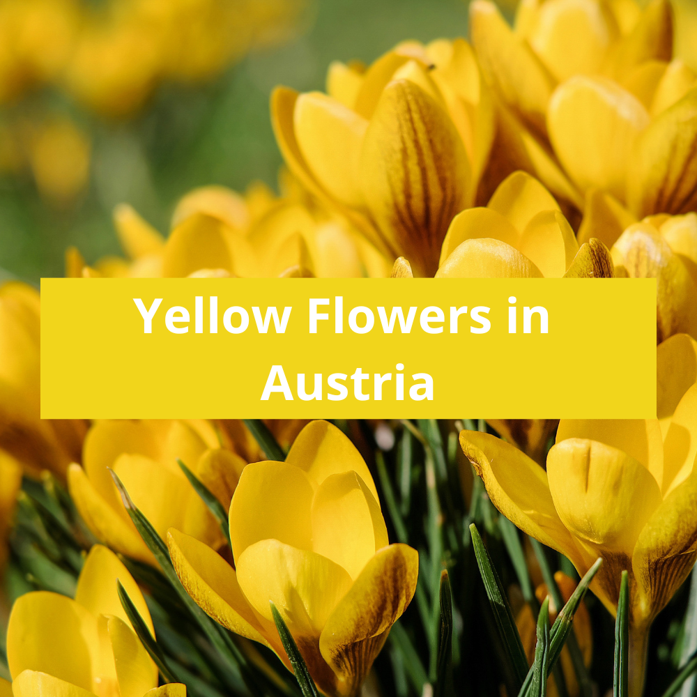 Yellow-Flowers-in-Austria
