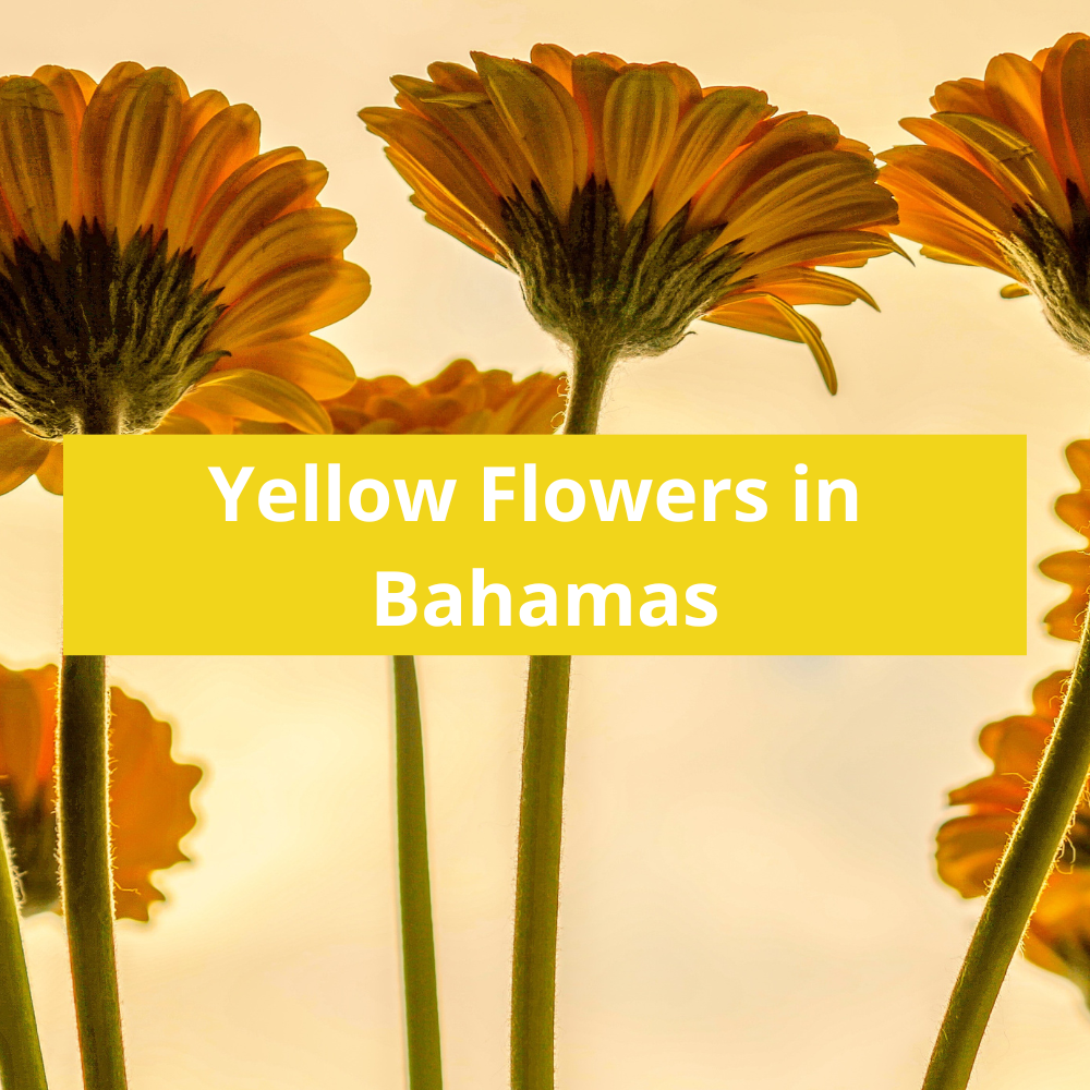 Yellow-Flowers-in-Bahamas