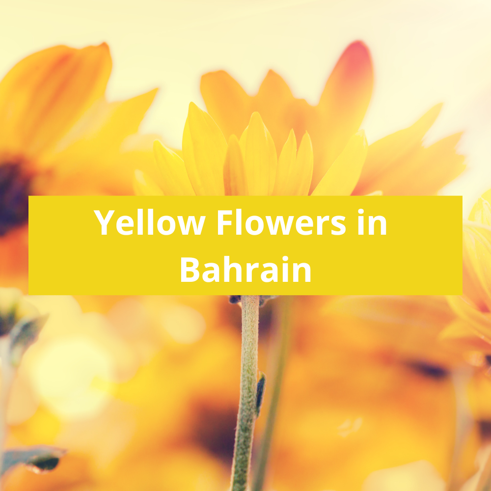 Yellow-Flowers-in-Bahrain
