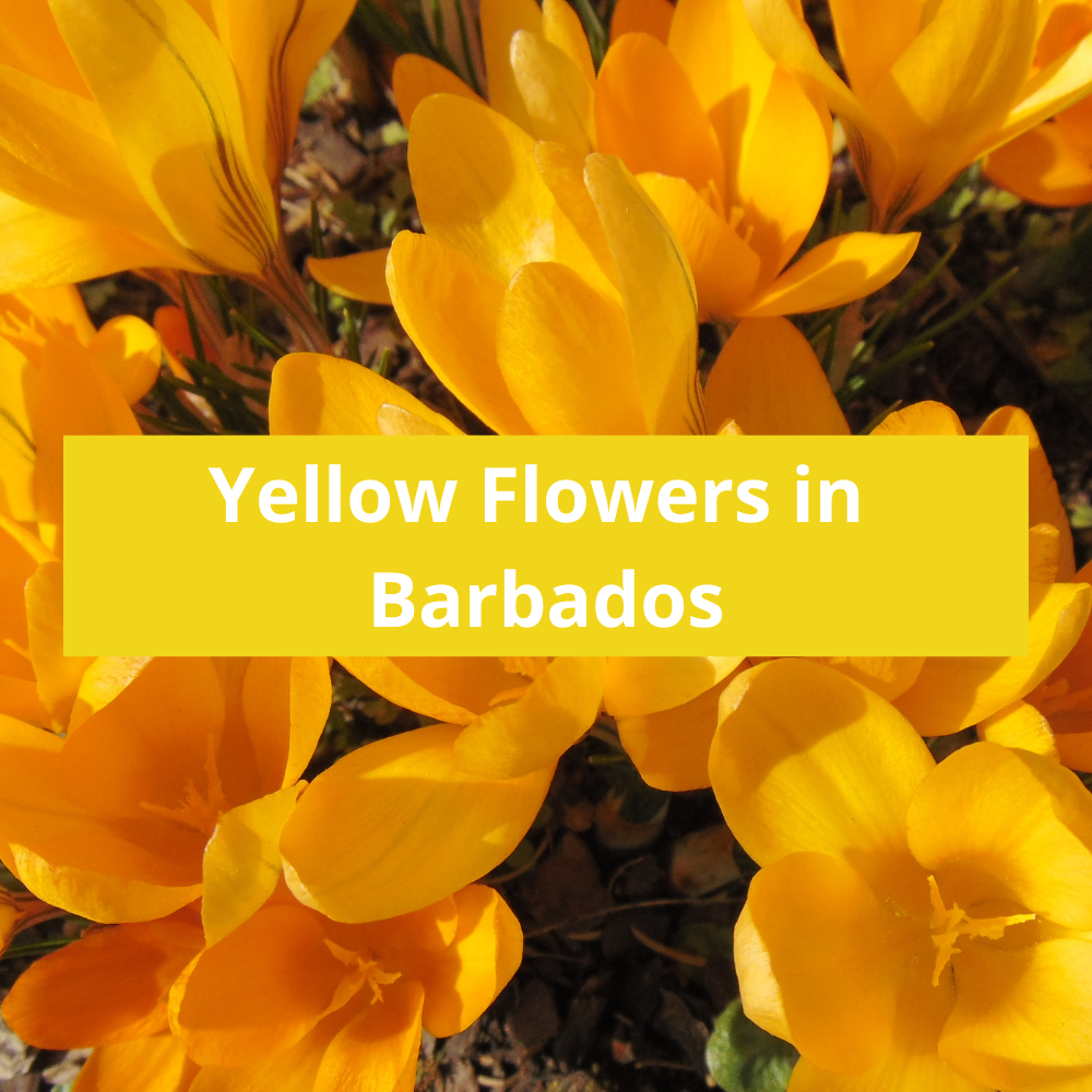Yellow-Flowers-in-Barbados