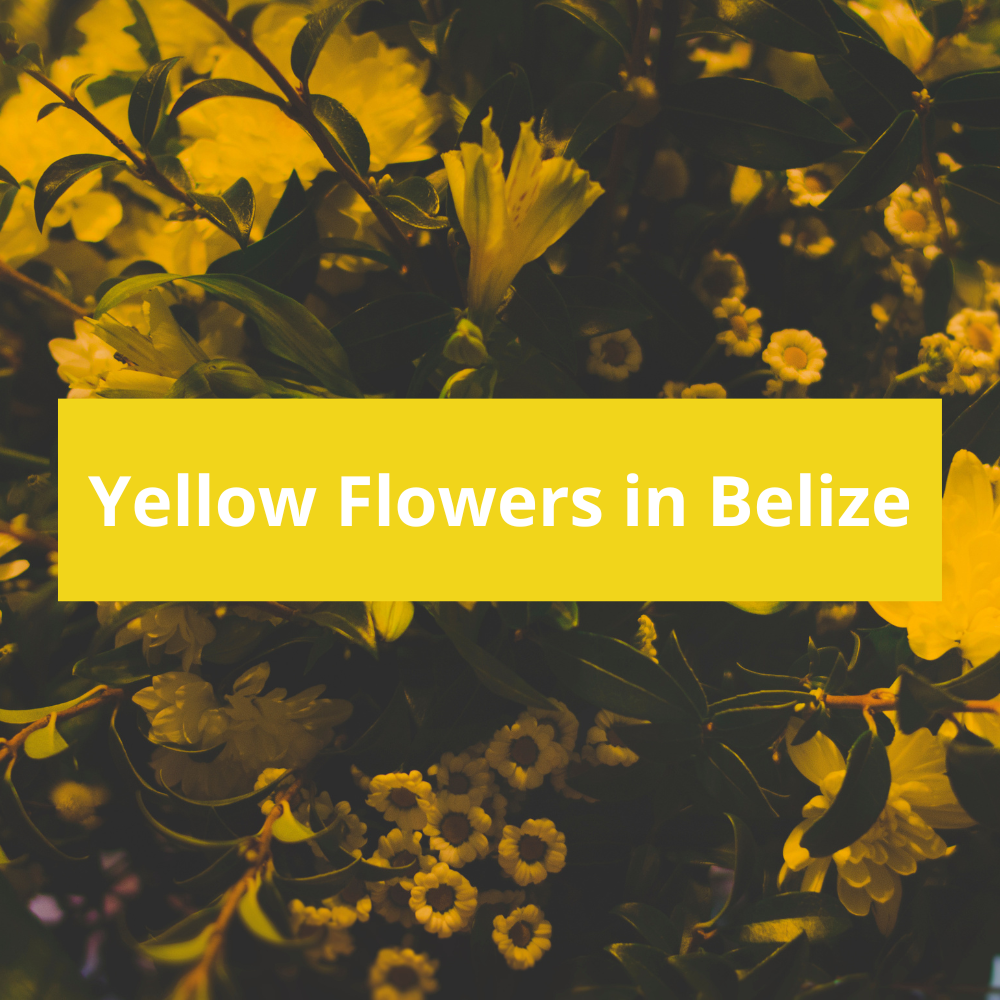 Yellow-Flowers-in-Belize