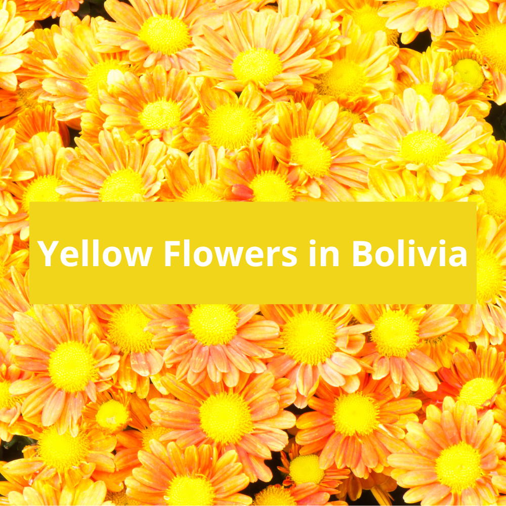 Yellow-Flowers-in-Bolivia