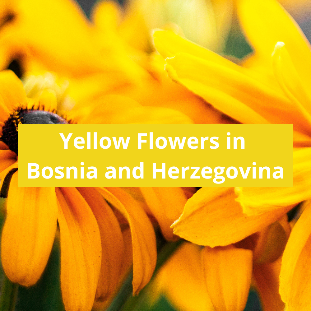 Yellow-Flowers-in-Bosnia-and-Herzegovina