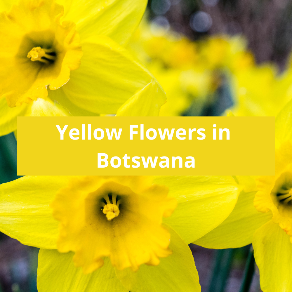 Yellow-Flowers-in-Botswa